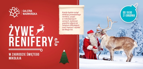 Reindeer